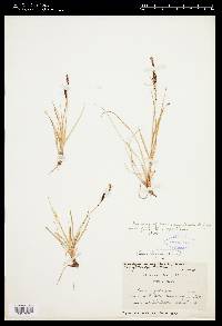 Carex bigelowii image