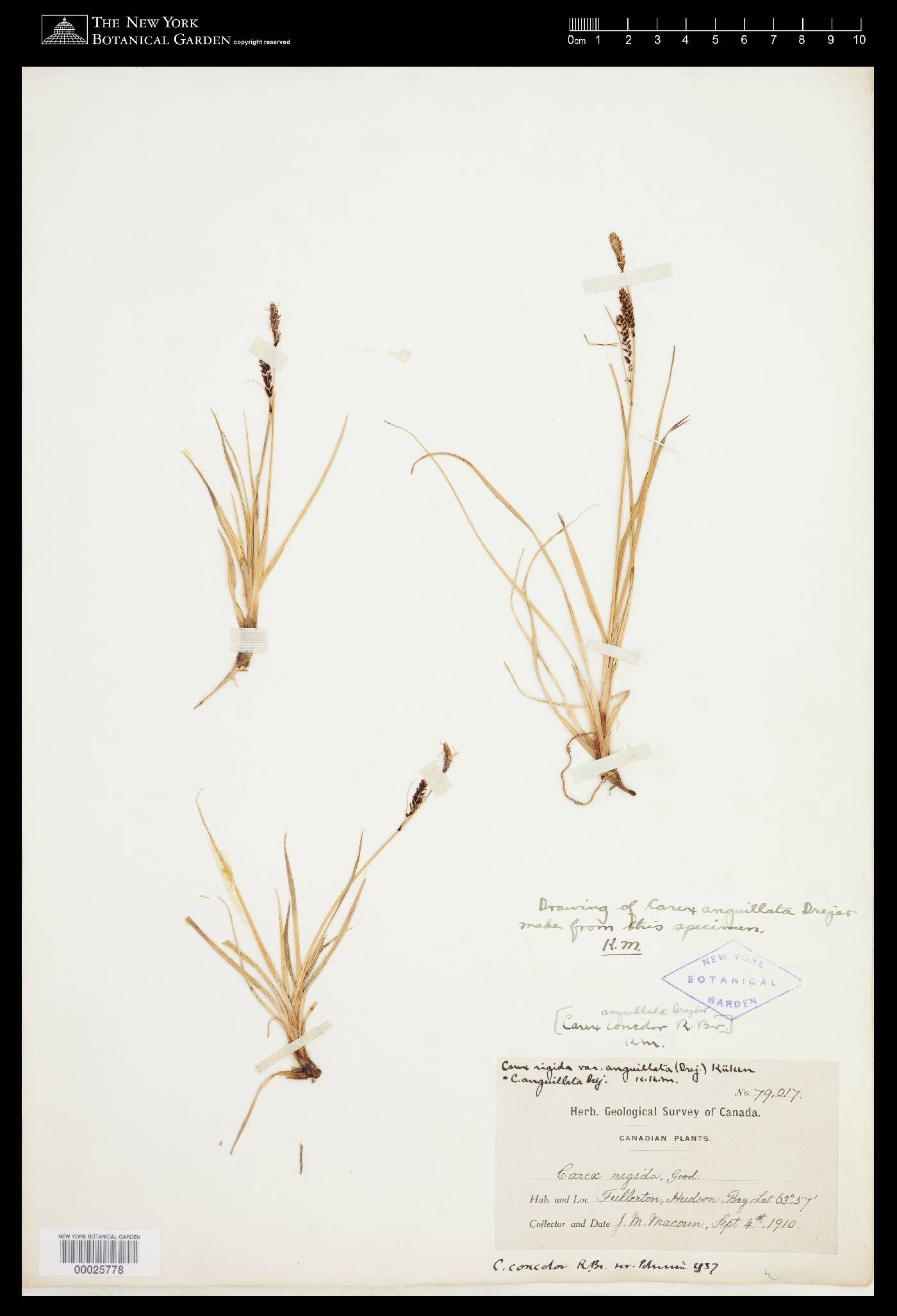 Carex bigelowii subsp. dacica image