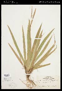 Carex anceps image