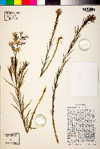 Amsonia ciliata image