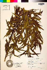 Amsonia tabernaemontana image