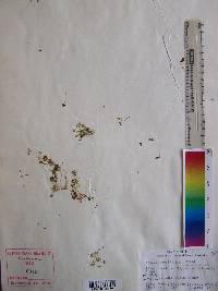 Azolla caroliniana image