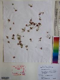 Azolla caroliniana image