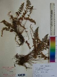 Myriopteris rufa image