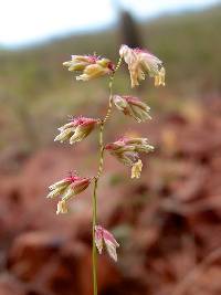 Image of Cathestecum brevifolium