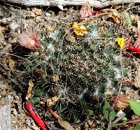 Mammillaria standleyi image