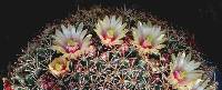 Mammillaria standleyi image