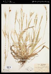 Carex anceps image