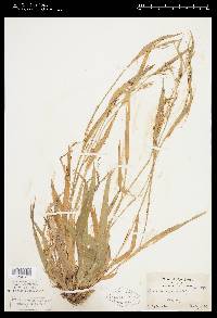 Carex anceps image