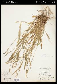 Carex anceps image