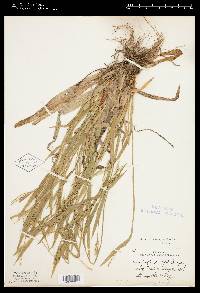 Carex anceps image