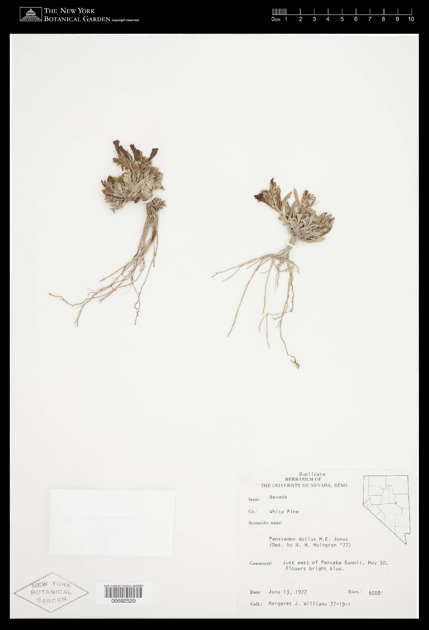 Penstemon dolius image