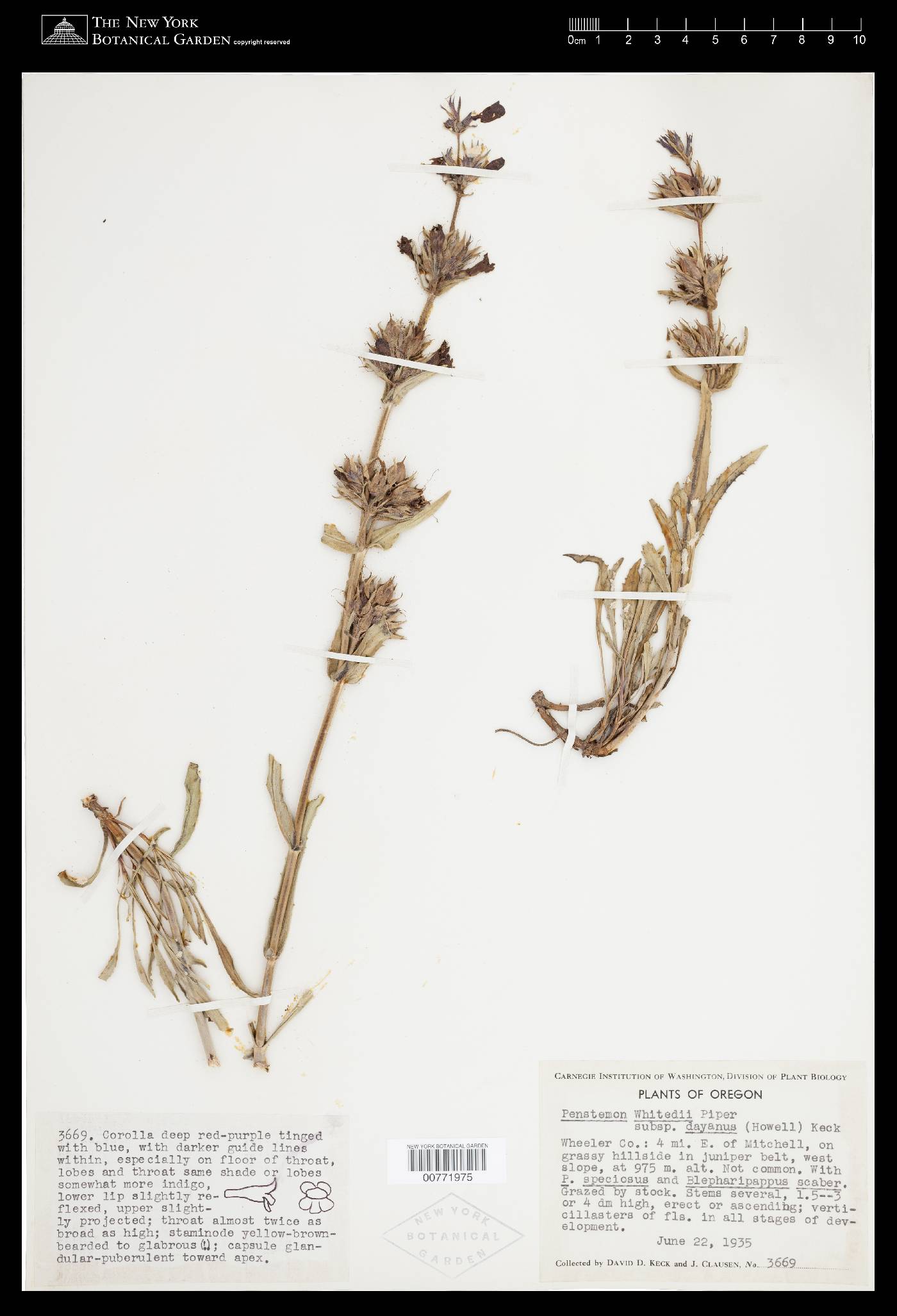 Penstemon whitedii subsp. dayanus image