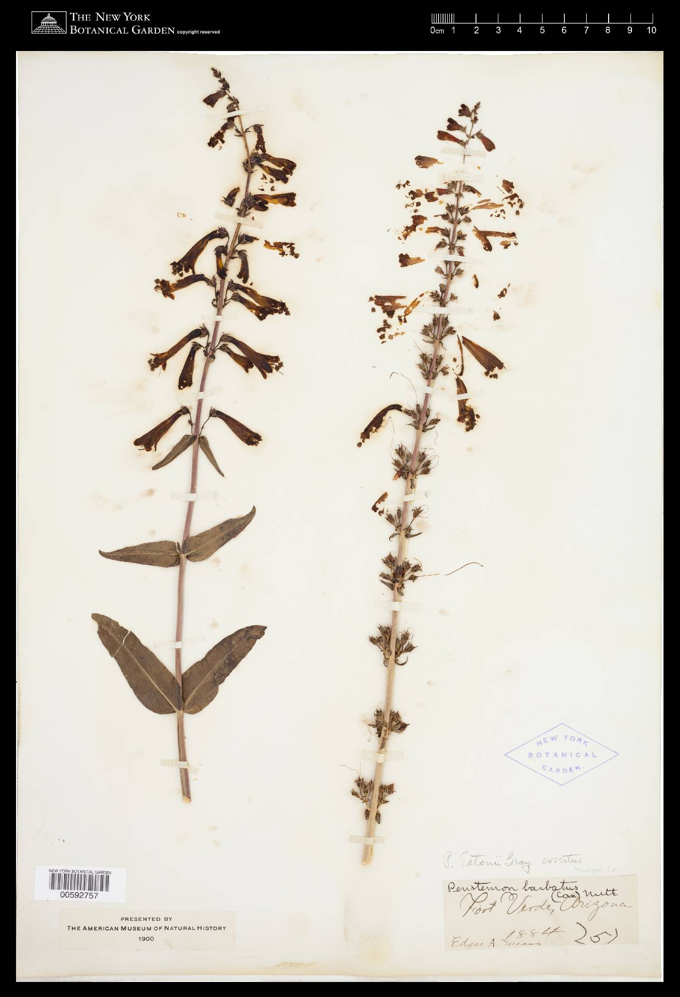 Penstemon eatonii subsp. exsertus image