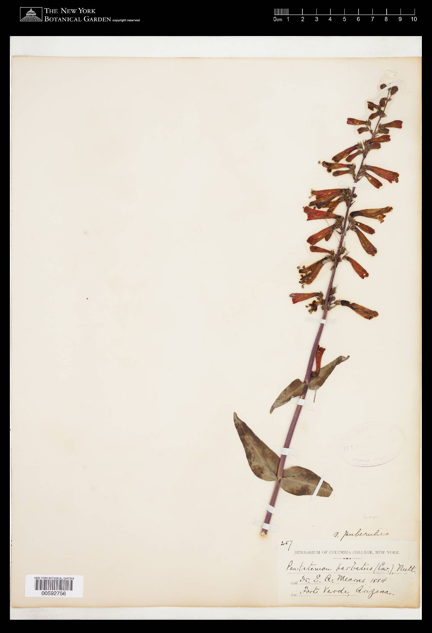 Penstemon eatonii subsp. exsertus image