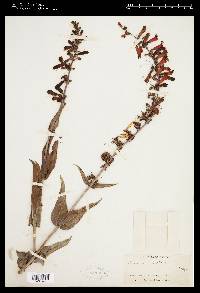 Penstemon eatonii subsp. exsertus image