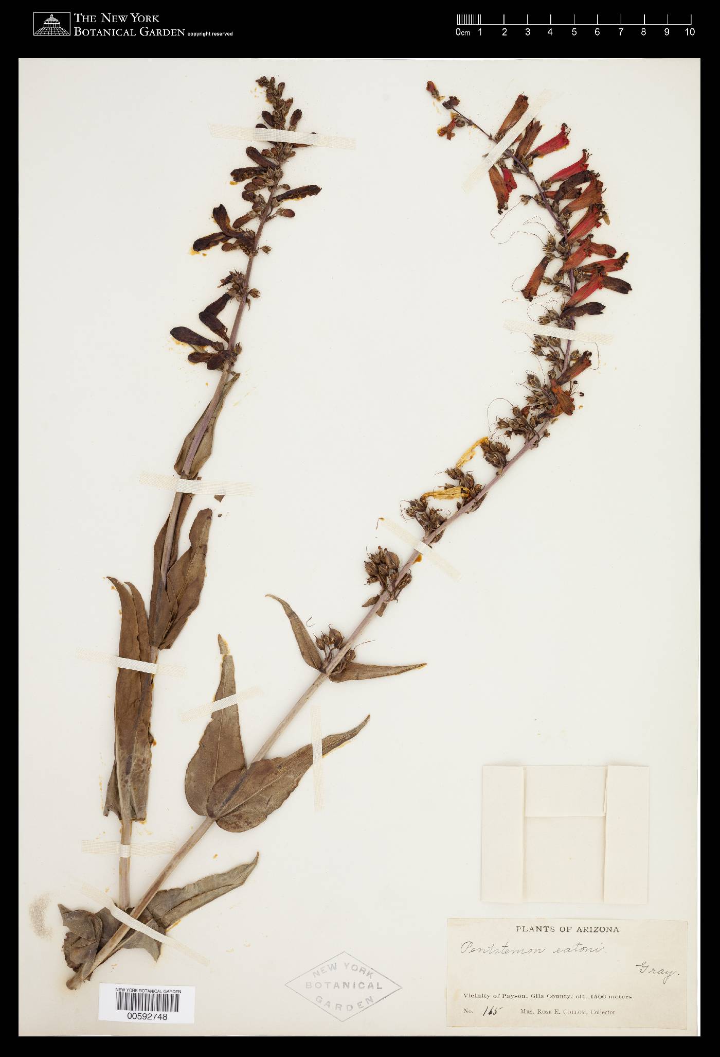 Penstemon eatonii subsp. exsertus image