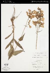 Penstemon digitalis image