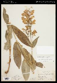 Penstemon digitalis image