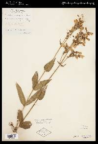 Penstemon digitalis image