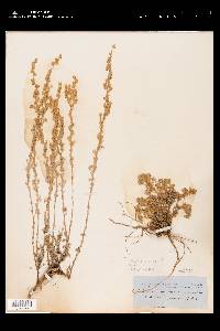 Artemisia frigida image