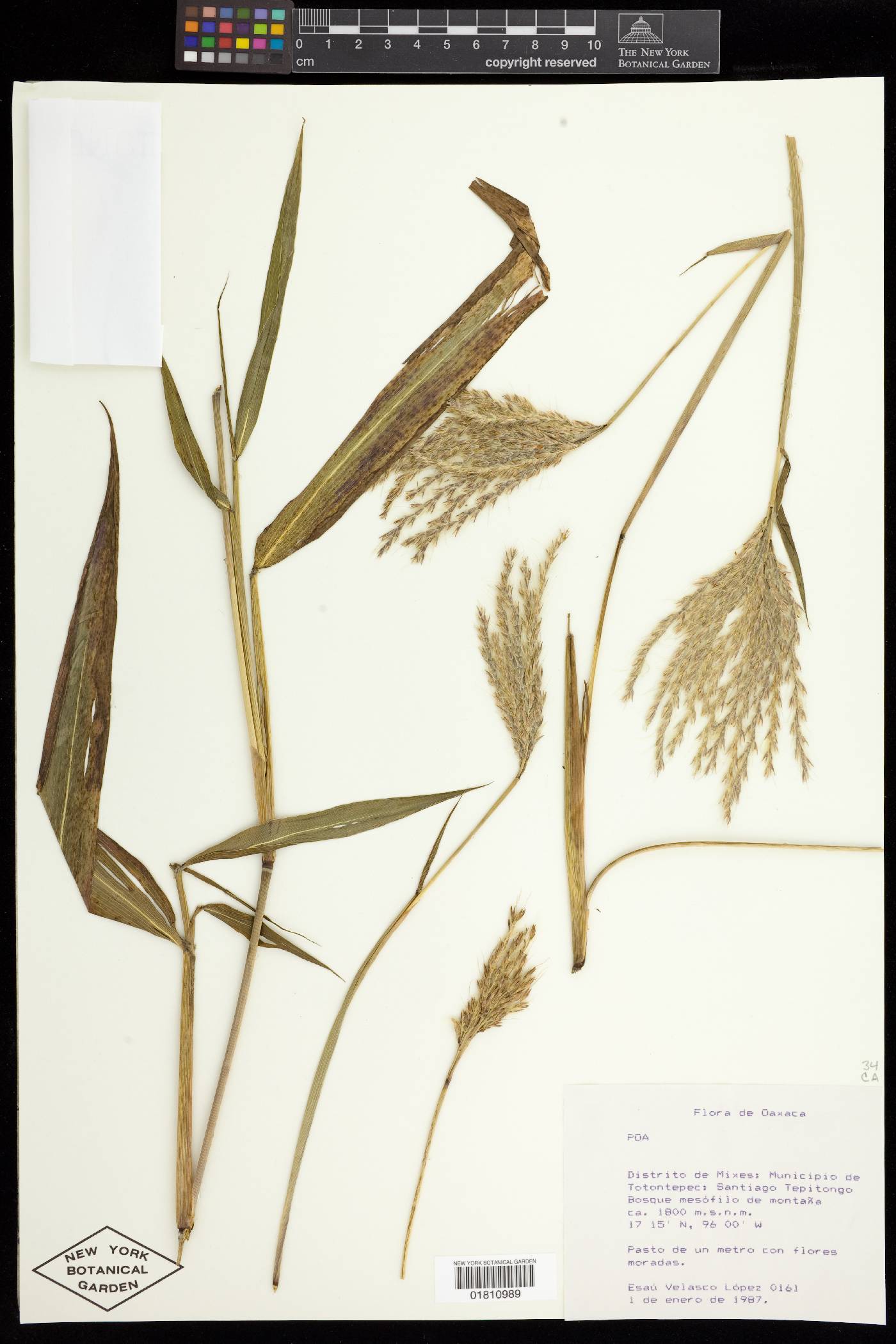 Miscanthus image