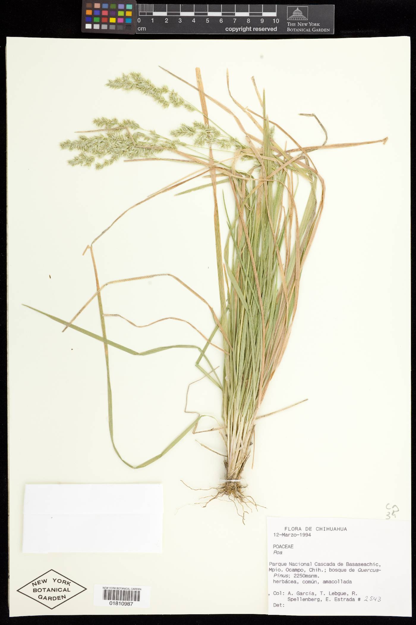 Poa albescens image