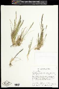 Poa scaberula image