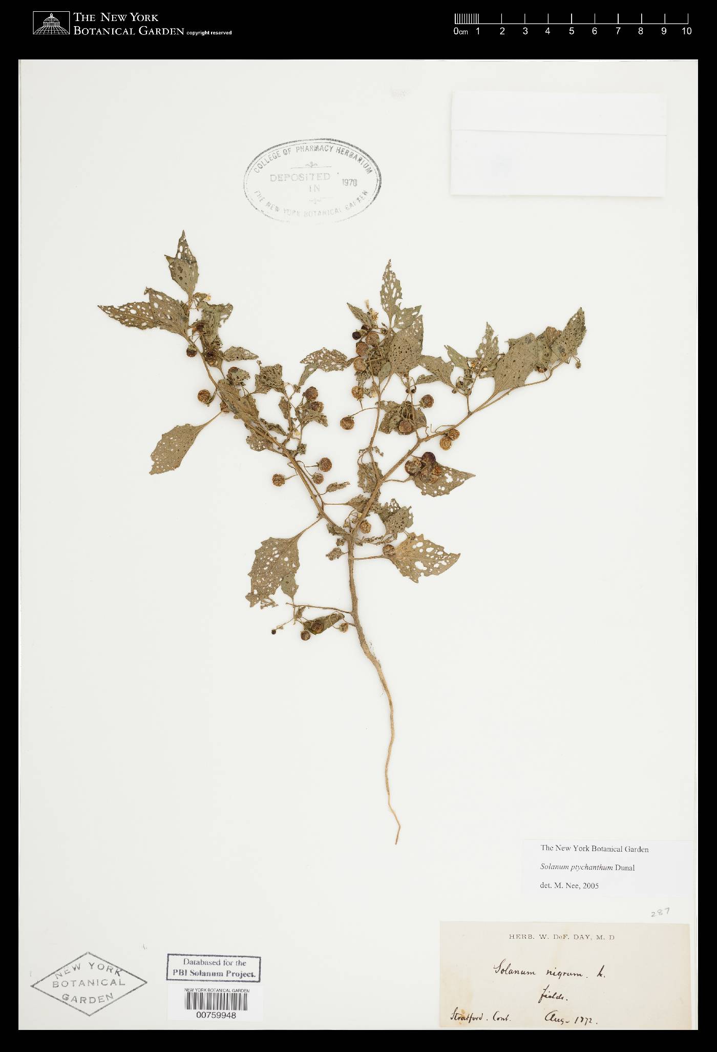 Solanum emulans image