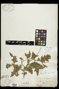 Image Associated With the Occurence