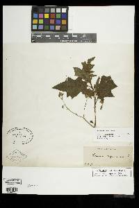 Image Associated With the Occurence