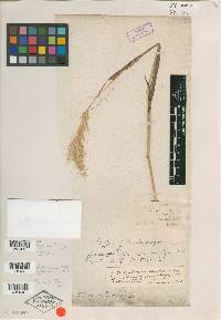 Bothriochloa laguroides image