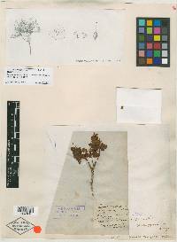 Epicostorus montanus image