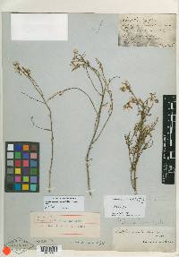 Image of Prenanthes tenuifolia