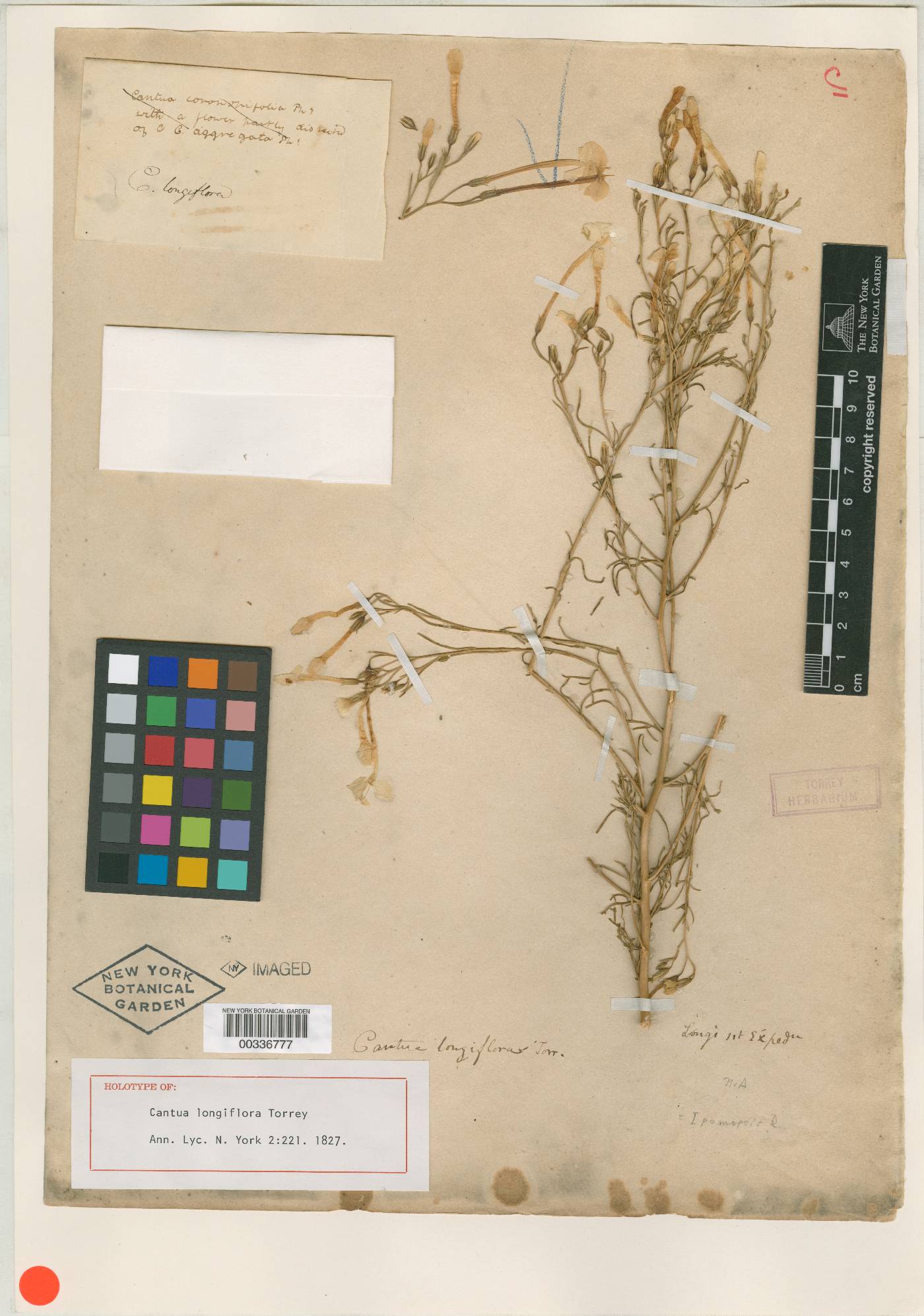 Collomia longiflora image