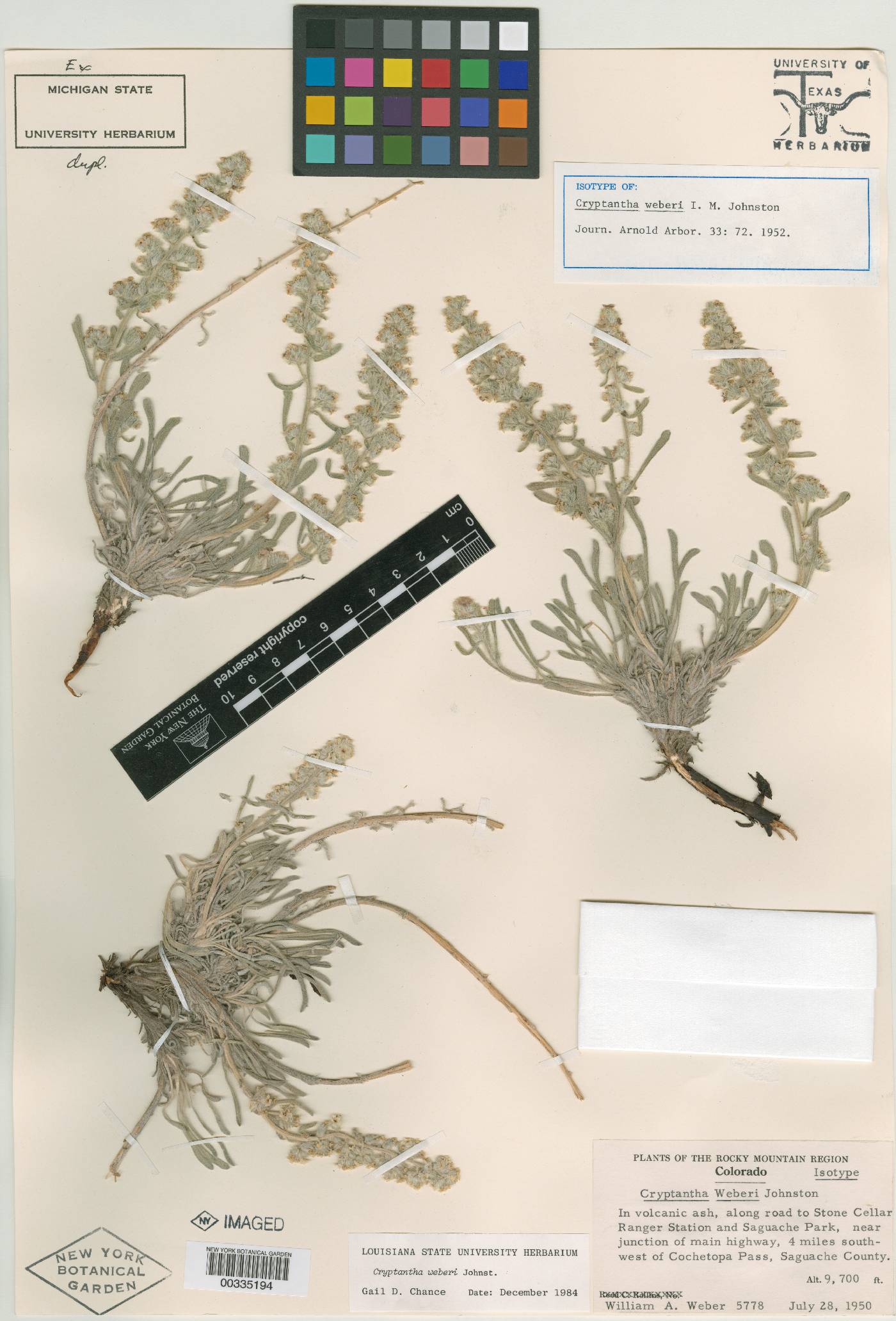 Oreocarya weberi image