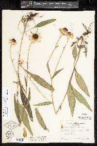 Rudbeckia fulgida image