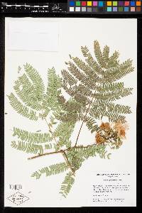 Albizia julibrissin image