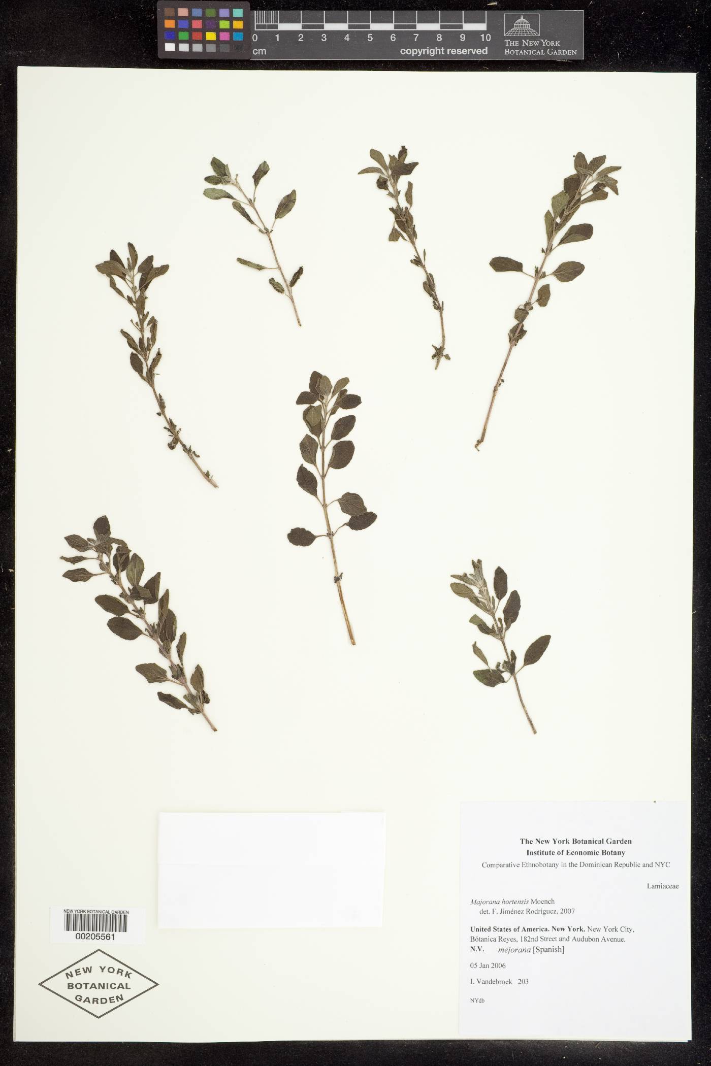 Majorana hortensis image