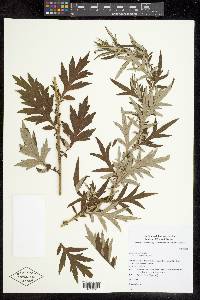 Artemisia vulgaris image