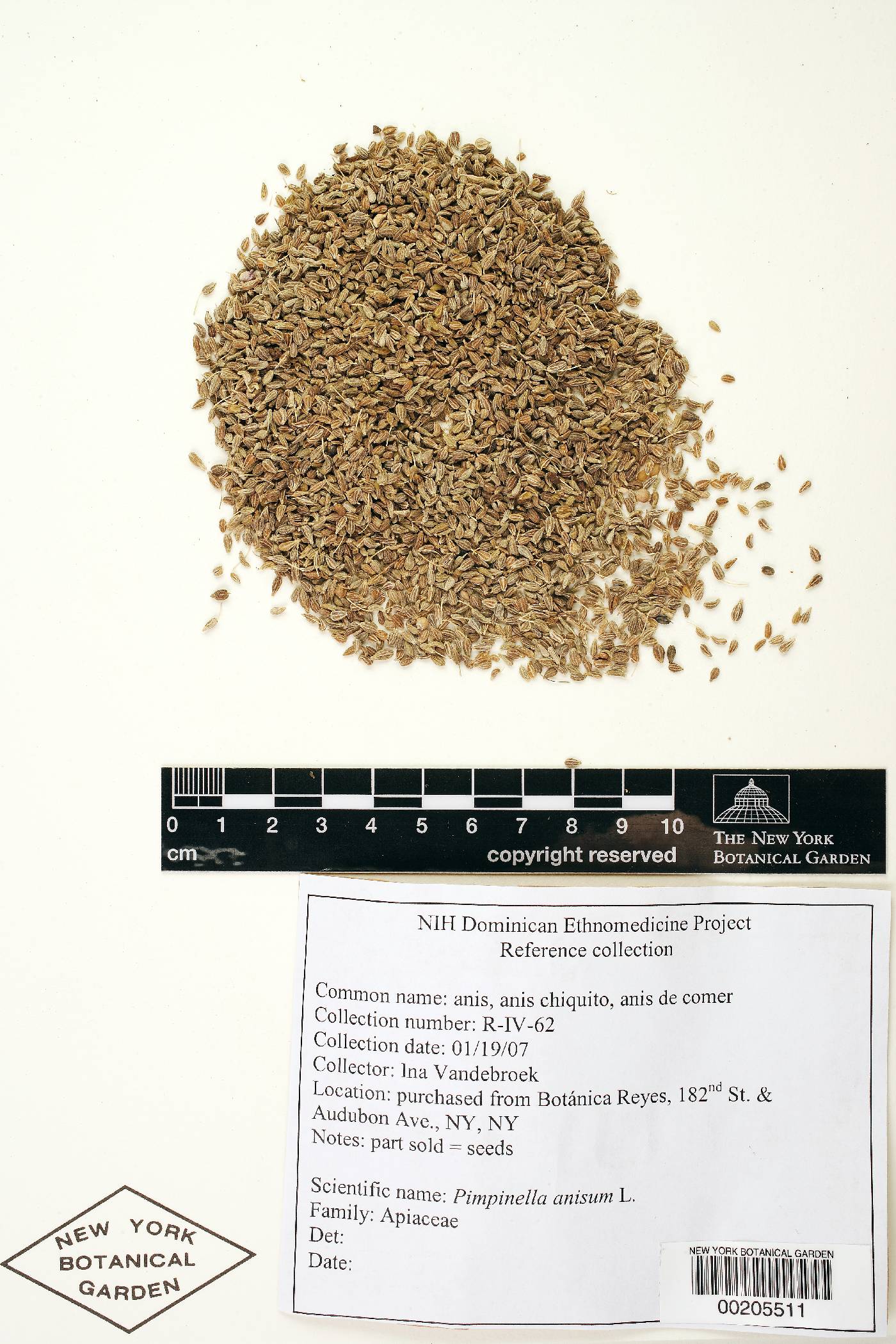 Pimpinella anisum image