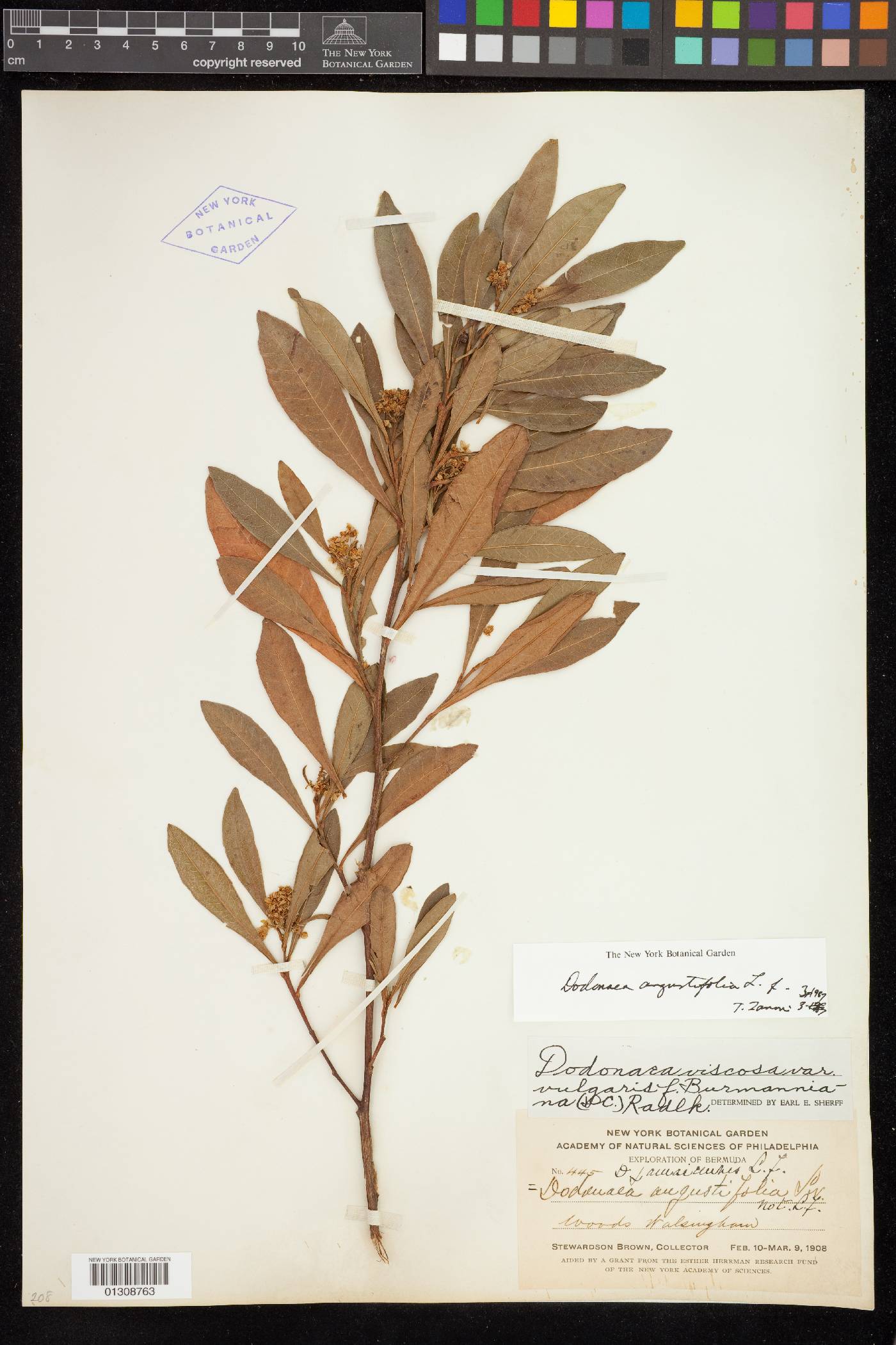 Dodonaea viscosa subsp. angustifolia image