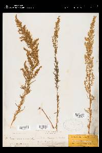 Artemisia dracunculus image