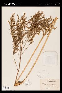 Artemisia dracunculus image