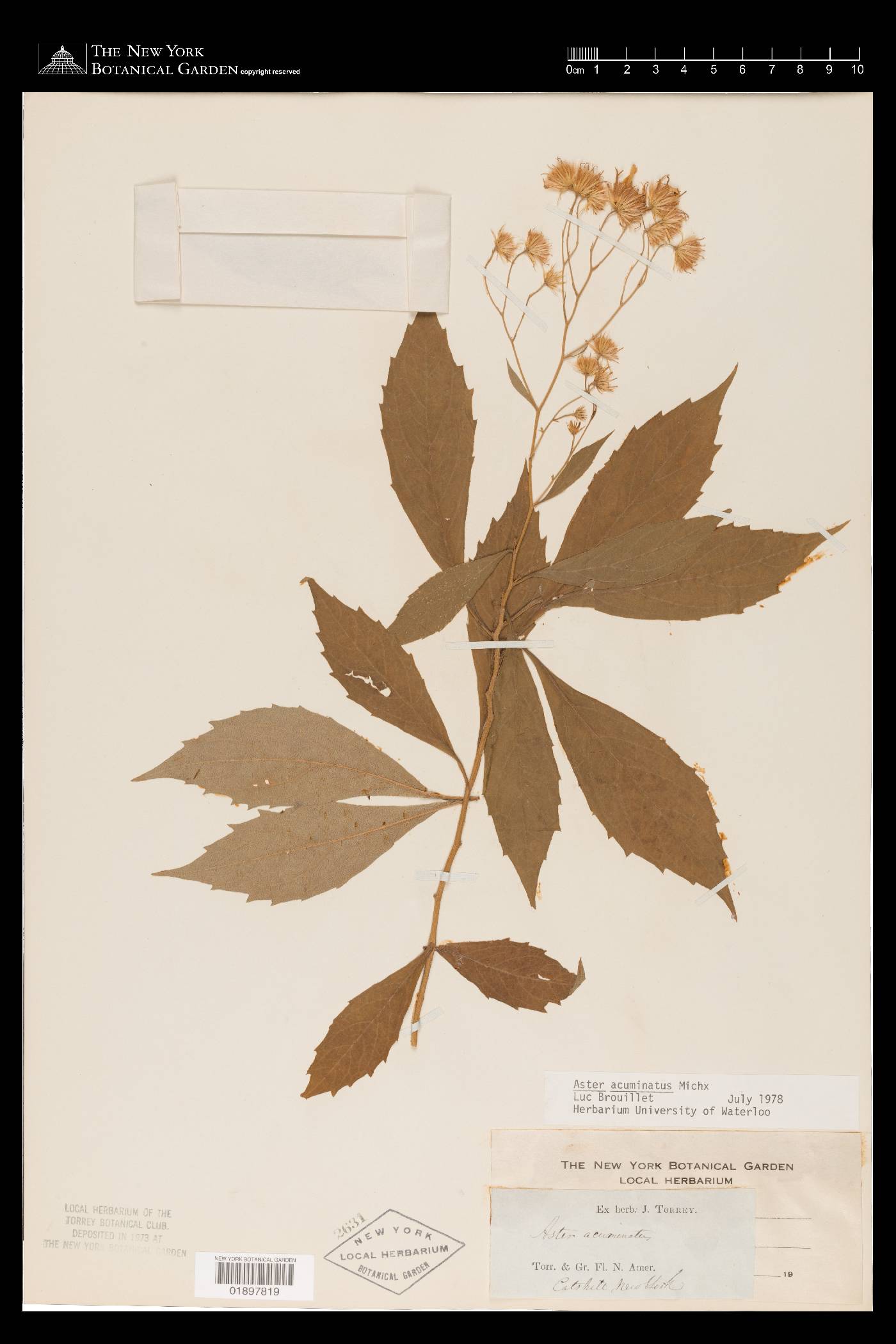 Oclemena acuminata image