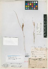 Carex lenticularis var. blakei image