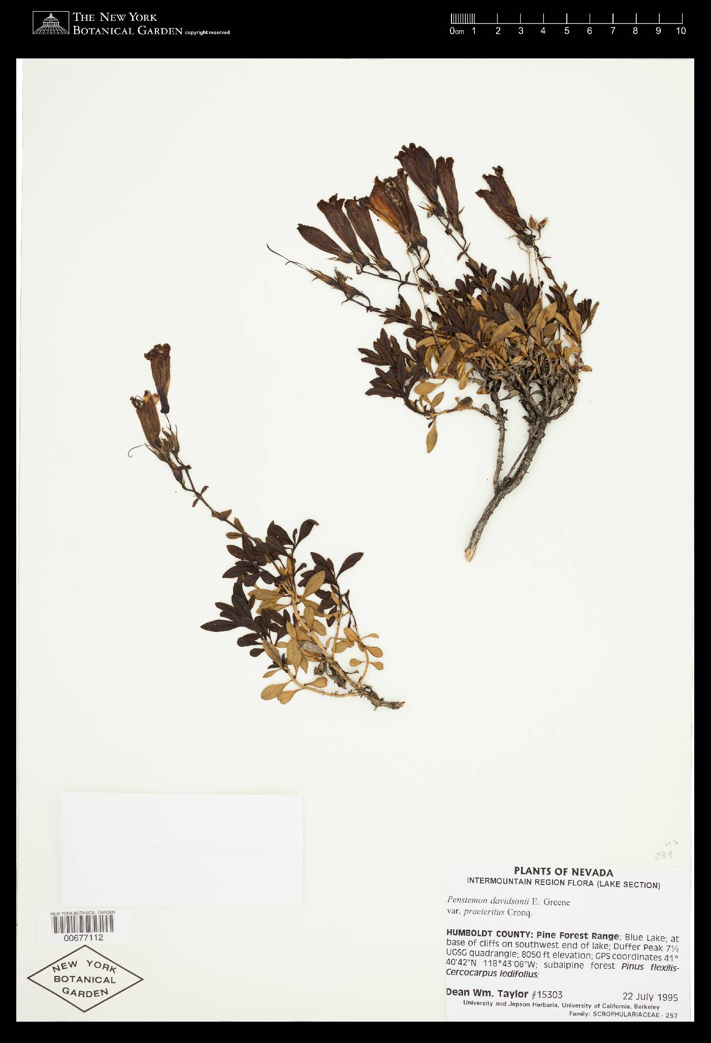 Penstemon davidsonii var. praeteritus image