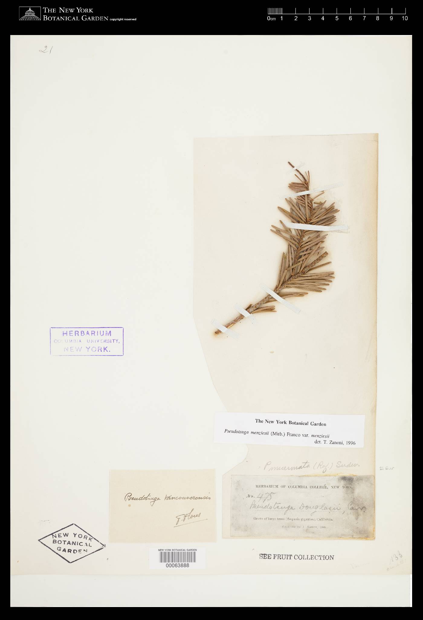 Pseudotsuga menziesii var. menziesii image