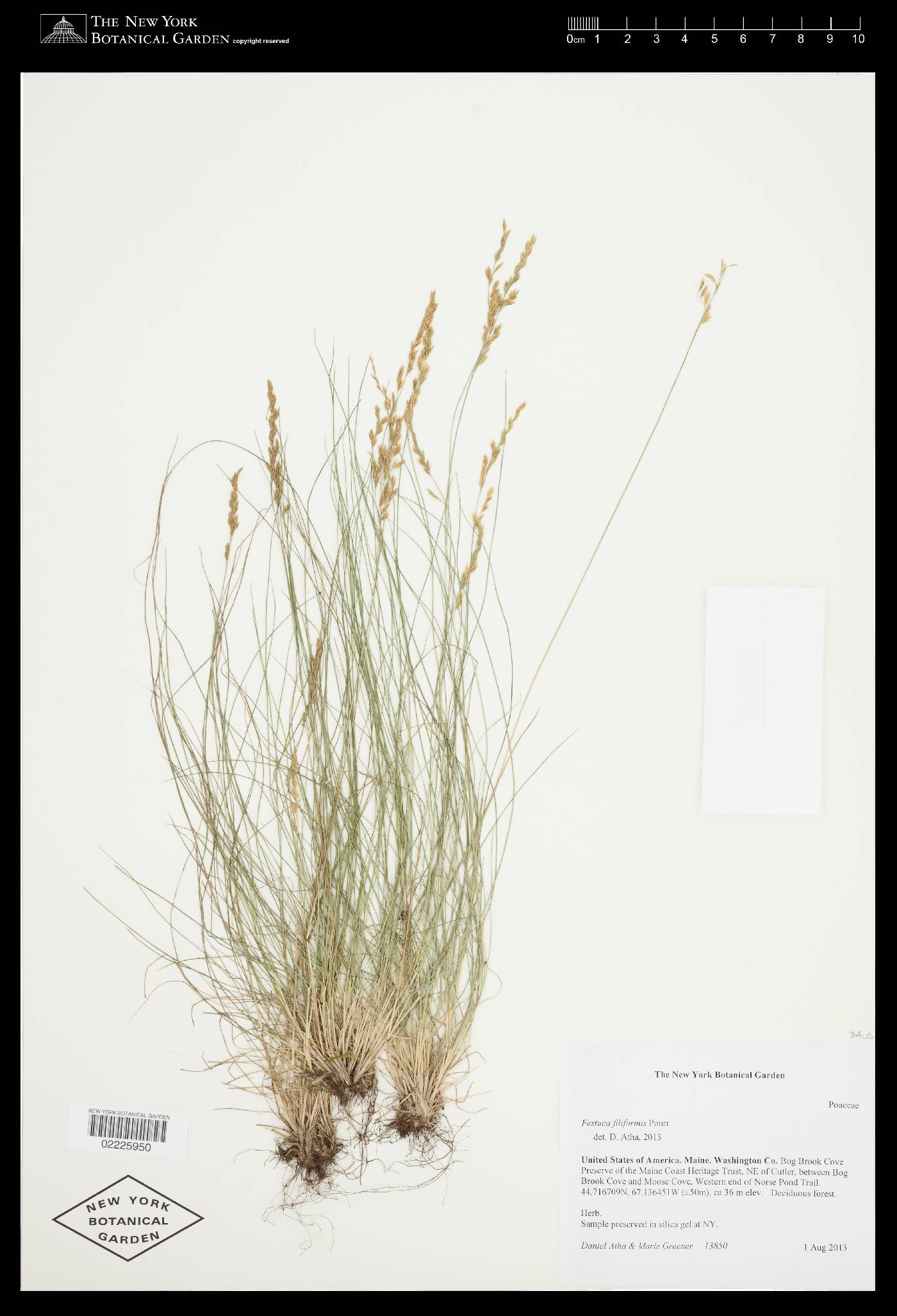 Festuca filiformis image