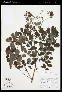 Thalictrum pubescens image